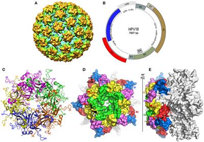 Frontiers | Epidemiology And Burden Of Human Papillomavirus And Related ...